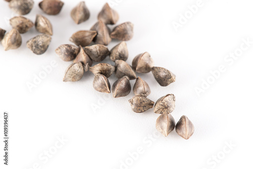 Fagopyrum esculentum (buckwheat) Seeds © Roberta Canu