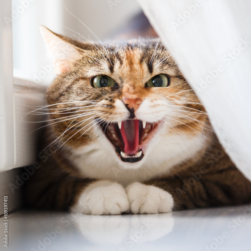 The cat aggression photo