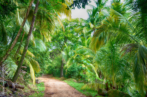 Green tropical jungle photo