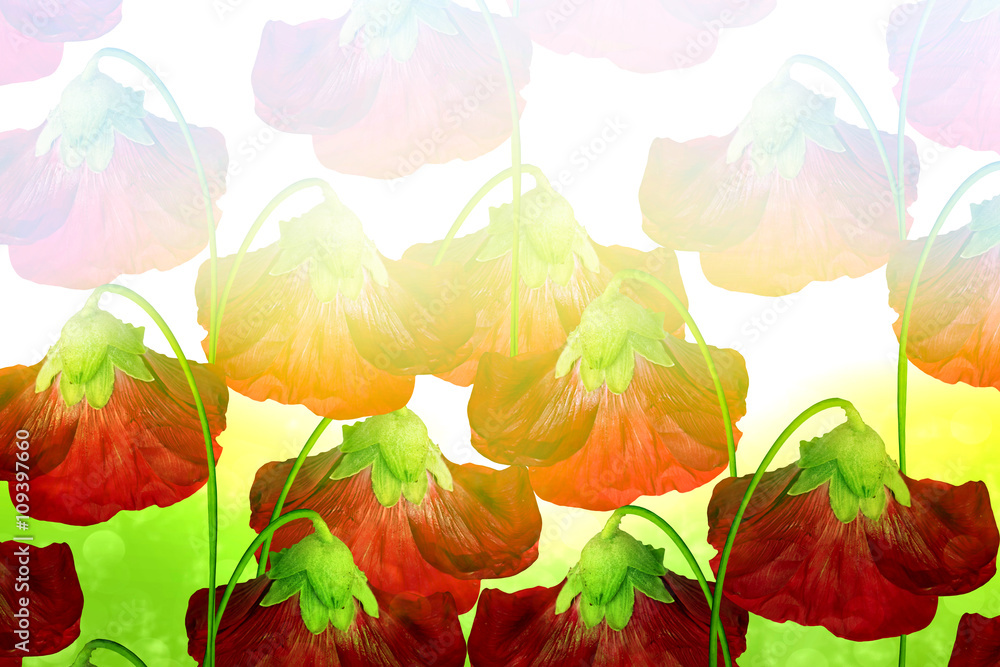 mallow flowers isolated on white background mallow flowers isolated on white background