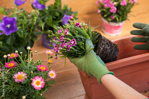 Tableau sur toile Plantation de fleurs dans une jardinière