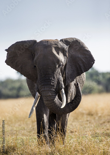 Big elephant in the savanna. Africa. Kenya. Tanzania. Serengeti. Maasai Mara. An excellent illustration.
