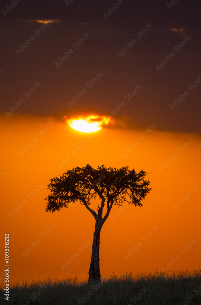 Sunset in the savannah. Africa. Kenya. Tanzania. An excellent illustration. Sunset in the savannah. Africa. Kenya. Tanzania. An excellent illustration.