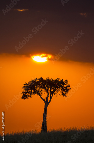 Sunset in the savannah. Africa. Kenya. Tanzania. An excellent illustration.