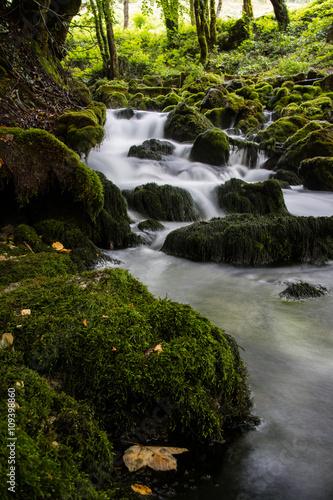 stream in the forest