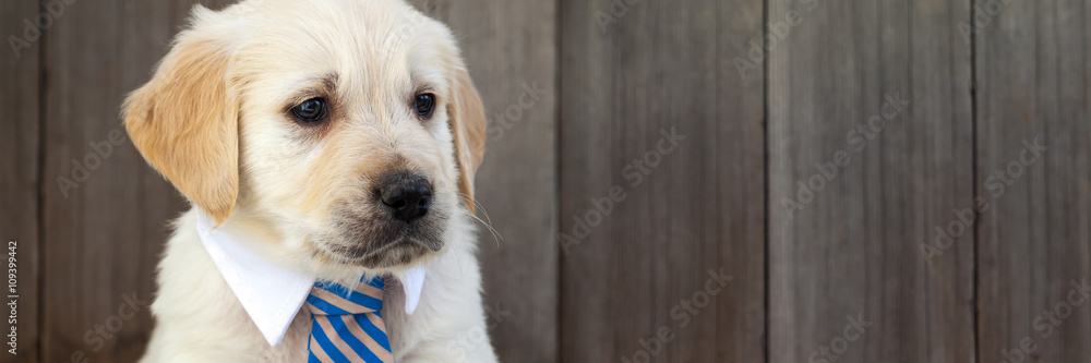 Golden retriever puppy in business suit tie - obrazy, fototapety, plakaty 