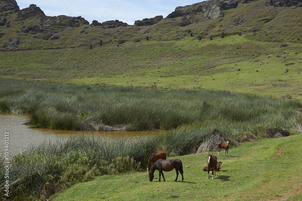 Fototapeta premium Rano Raraku. Horses grazing around the lake in the crater of the extinct volcano which was the quarry from which the Moai statues of Rapa Nui (Easter Island) were carved.