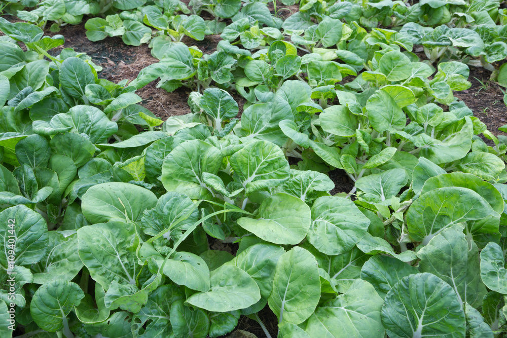 Growing cabbage field Growing cabbage field