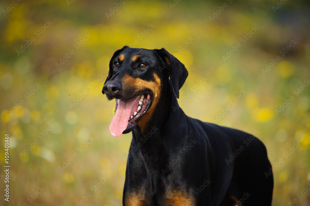 Doberman Pinscher dog with cropped ears and red and tan marking lying down playing with a stick Doberman Pinscher dog with cropped ears and red and tan marking lying down playing with a stick