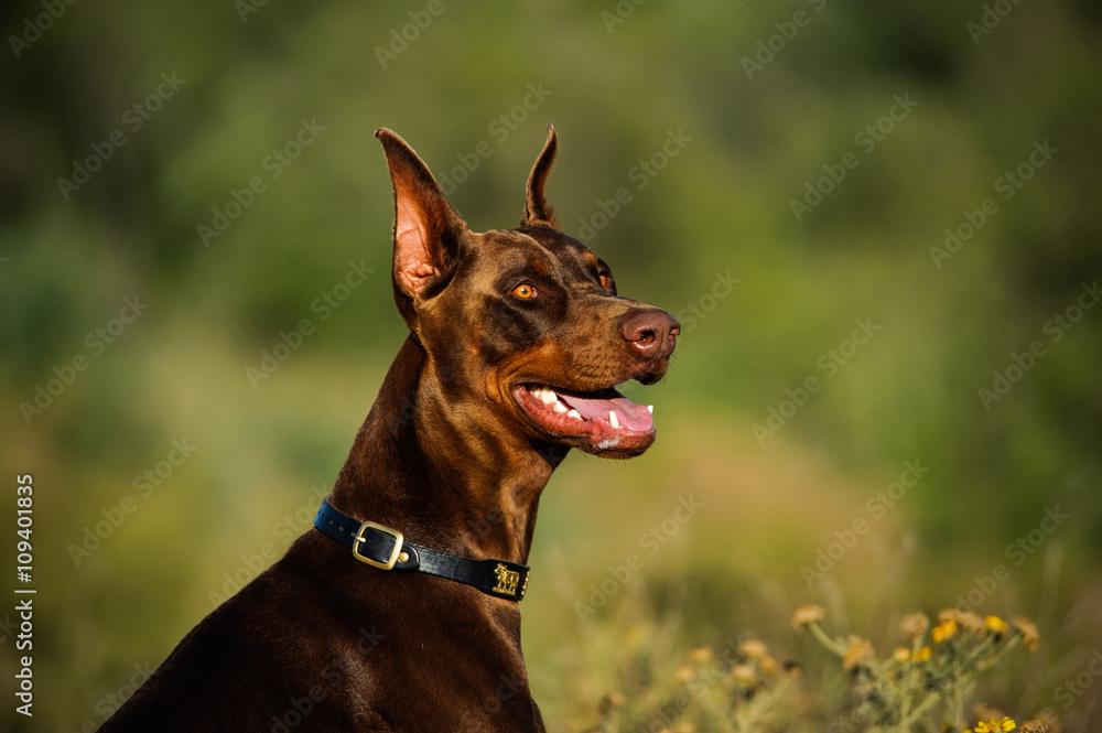 Doberman deals uncut ears