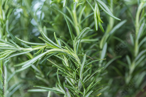 Fresh Rosemary