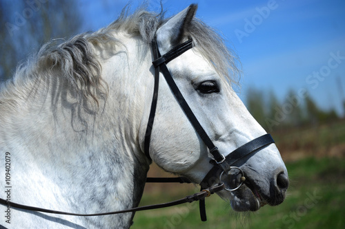 Portrait of white Percheron horse photo