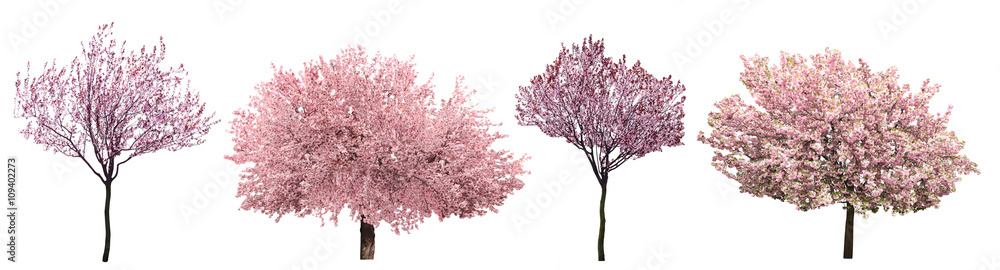 Fototapeta premium Blossoming pink sacura trees isolated on white