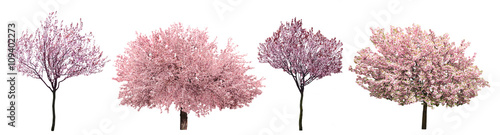 Fotografia, Obraz Blossoming pink sacura trees isolated on white