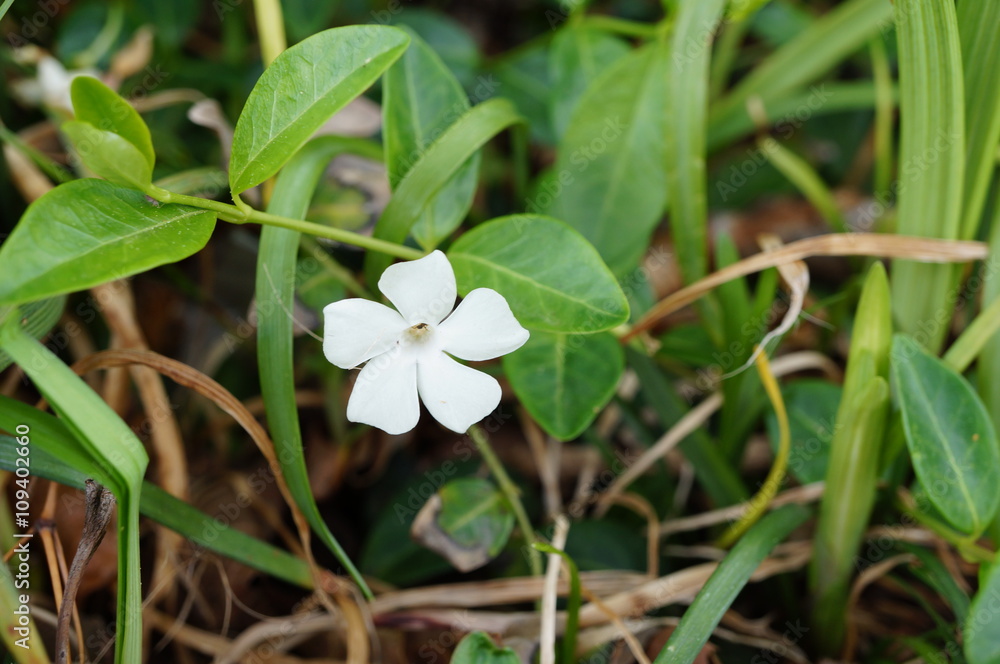 White flower of periwinkle (vinca minor) White flower of periwinkle (vinca minor)