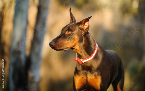 Doberman Pinscher dog with cropped ears and red and tan markings against nature and trees