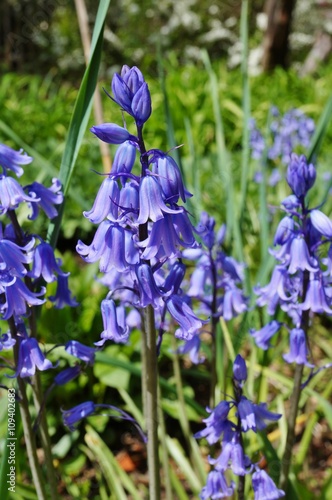 Fototapeta Naklejka Na Ścianę i Meble -  Purple blue Spanish bluebell hyacinth flowers