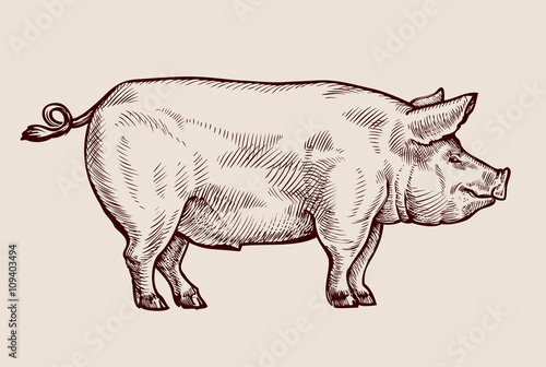 Sketch pig. Hand-drawn vector illustration photo
