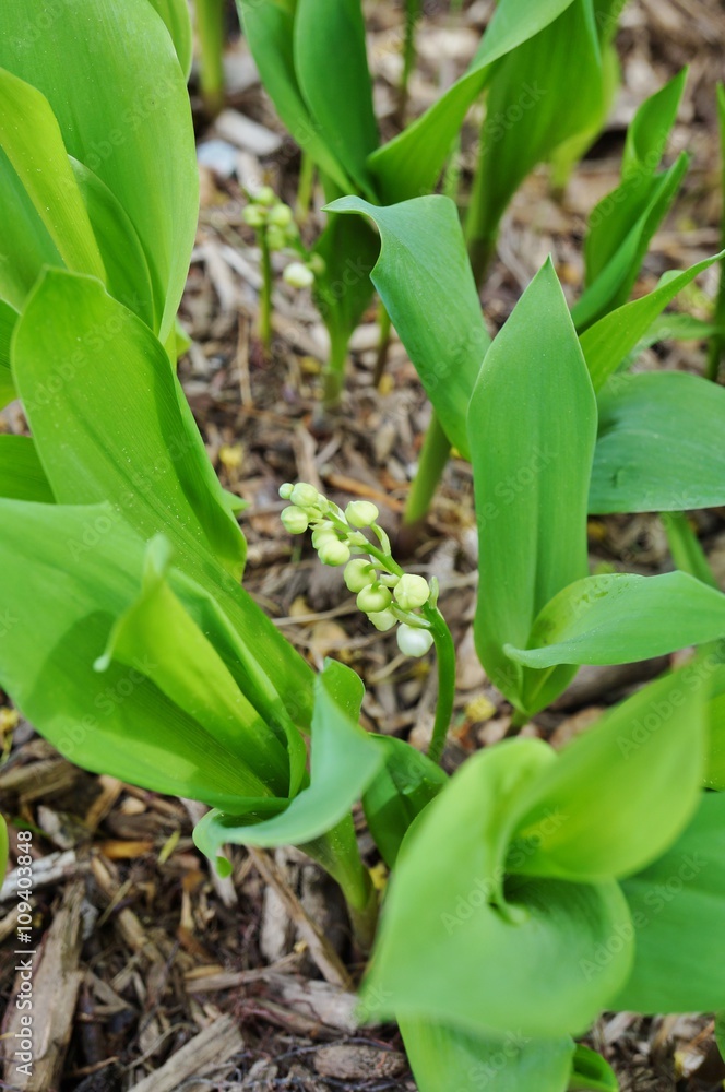 Fototapeta premium Fragrant Lily of the valley flower bells growing in the woods