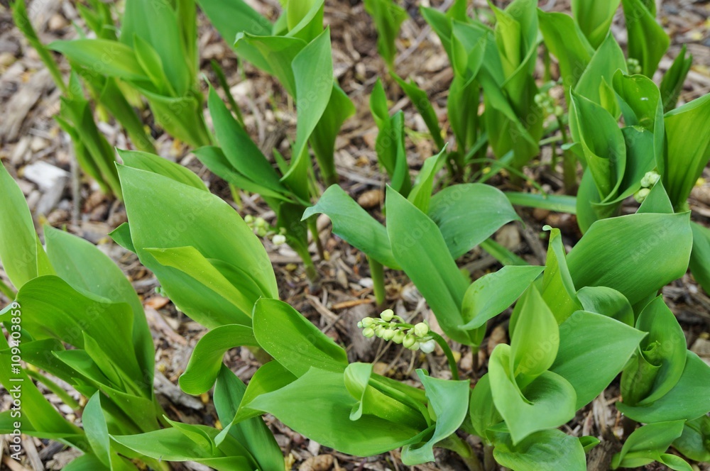 Fragrant Lily of the valley flower bells growing in the woods Fragrant Lily of the valley flower bells growing in the woods