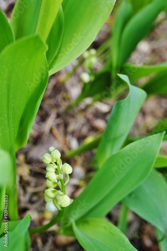 Fragrant Lily of the valley flower bells growing in the woods