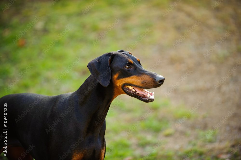 Doberman Pinscher dog with natural ears and black and tan markings