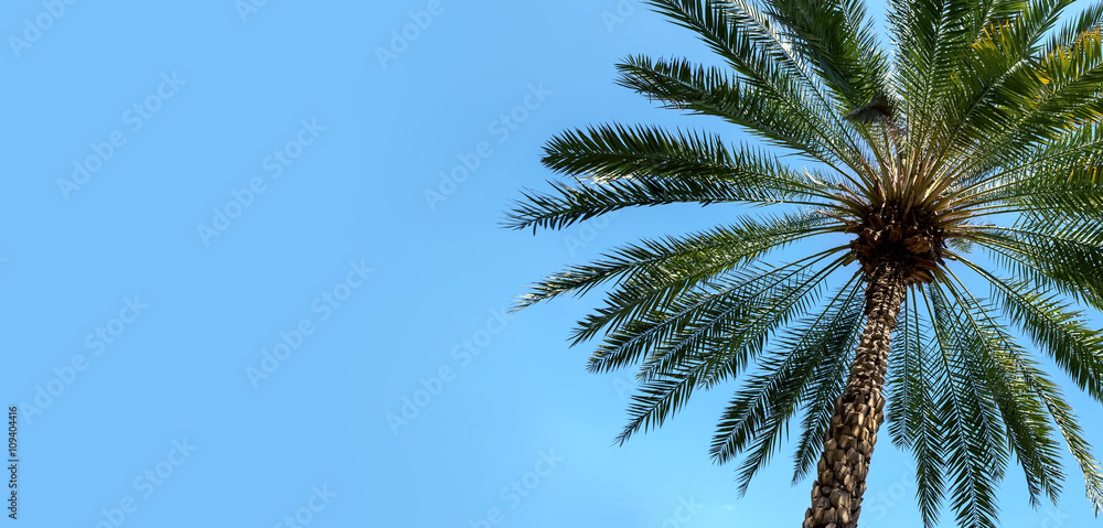 Fototapeta premium Green palm tree on blue sky background with copy space