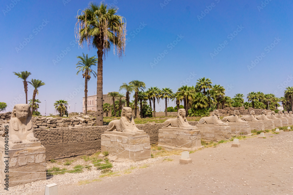 sphinxes forming part of Luxor temple in Egypt sphinxes forming part of Luxor temple in Egypt