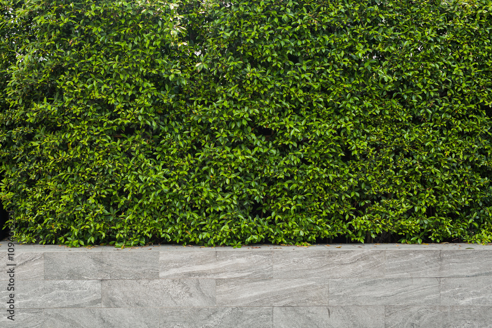 Green leaf wall, plants texture