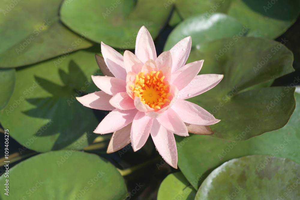 Pink lotus in a pond with bloom. Pink lotus in a pond with bloom.