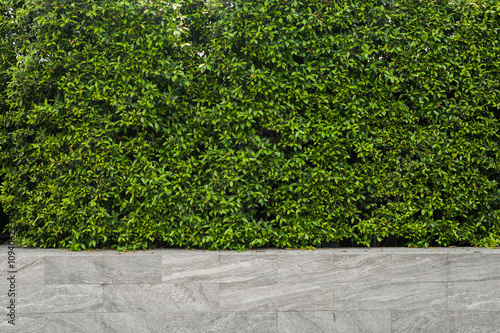 Green leaf wall, plants texture