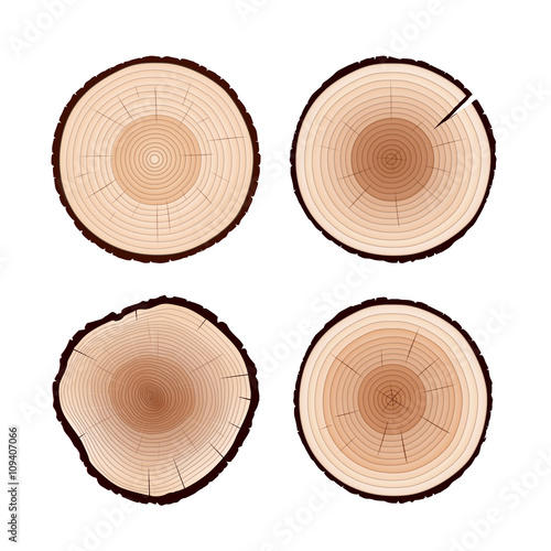 Set Rings of Tree. Color Vector Illustration.