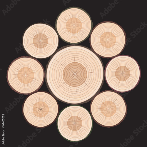 Rings of Tree. Color Vector Illustration.