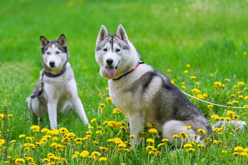 Two dogs play on a green meadow.