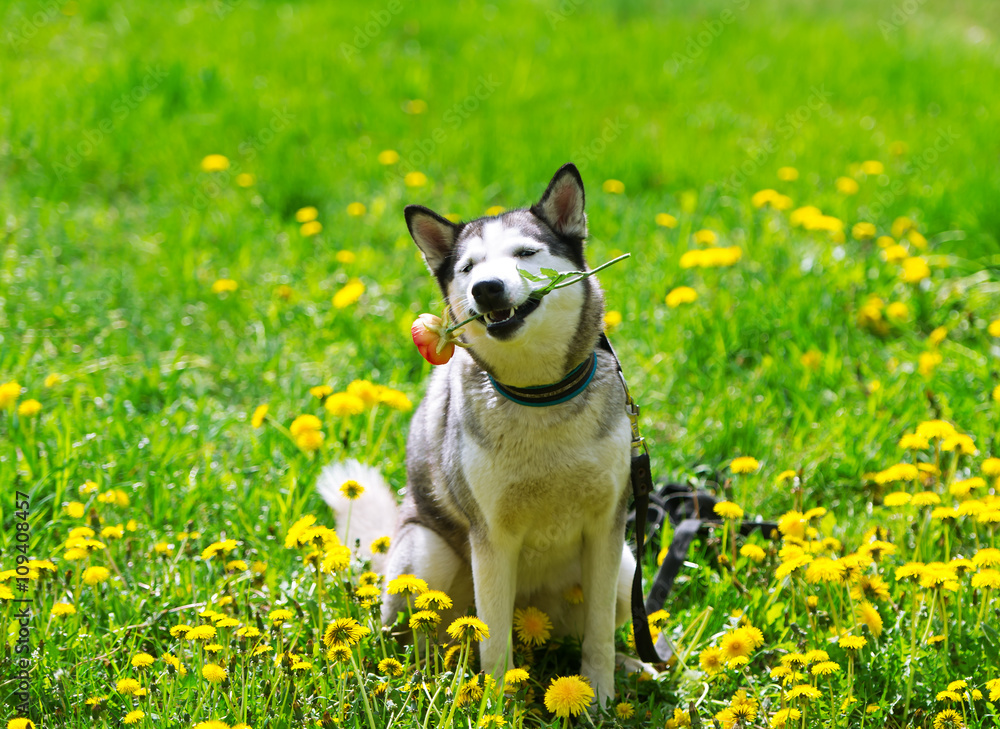 Dog and yellow spring dandelions.