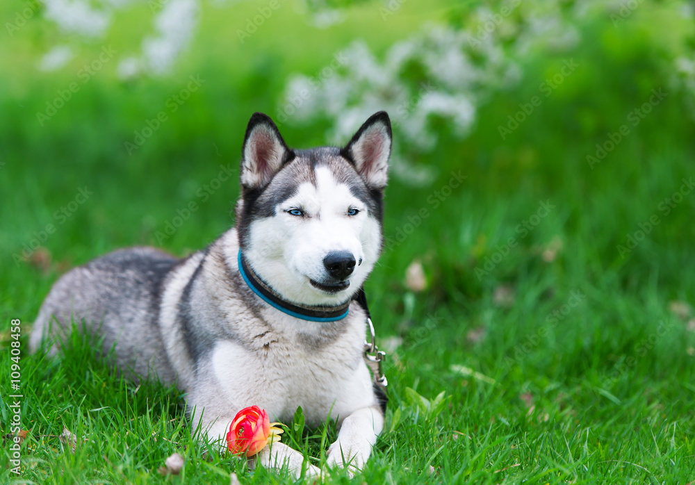 Dog on grass and red flower.