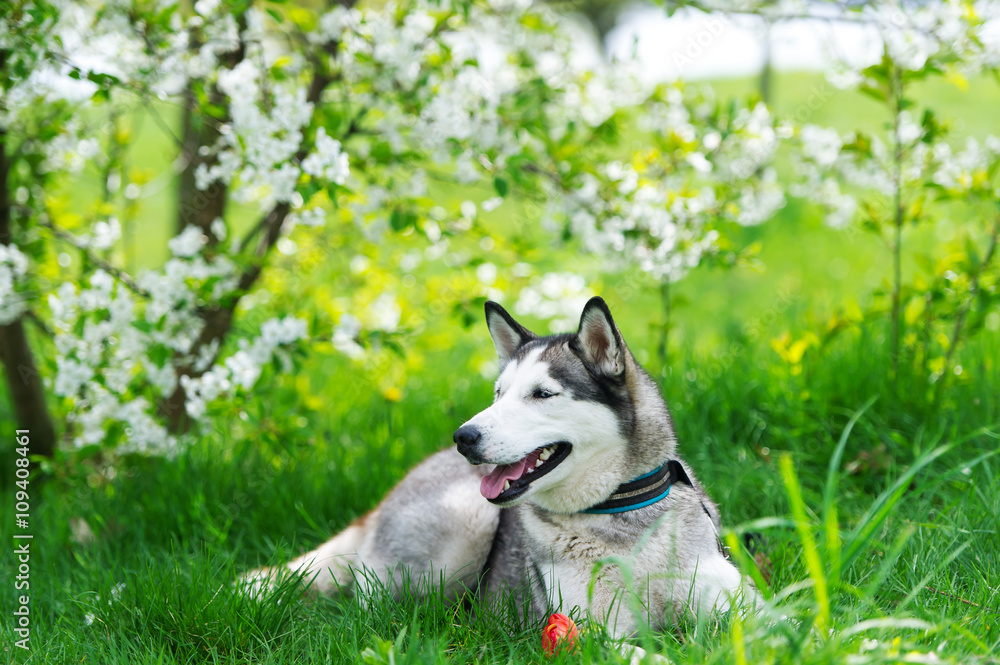 Dog on grass and red flower.