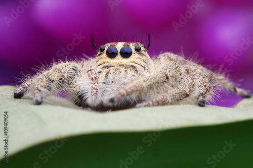 Spider jumping /OLYMPUS DIGITAL CAMERA