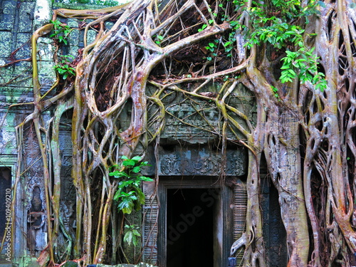 Ta Prohm temple,  Cambodia

