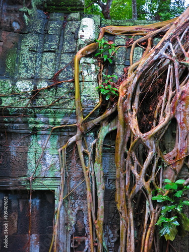 Ta Prohm temple, Cambodia 