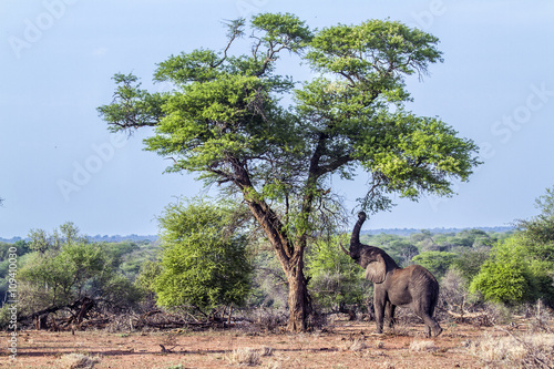 African bush elephant in Kruger National park  South Africa