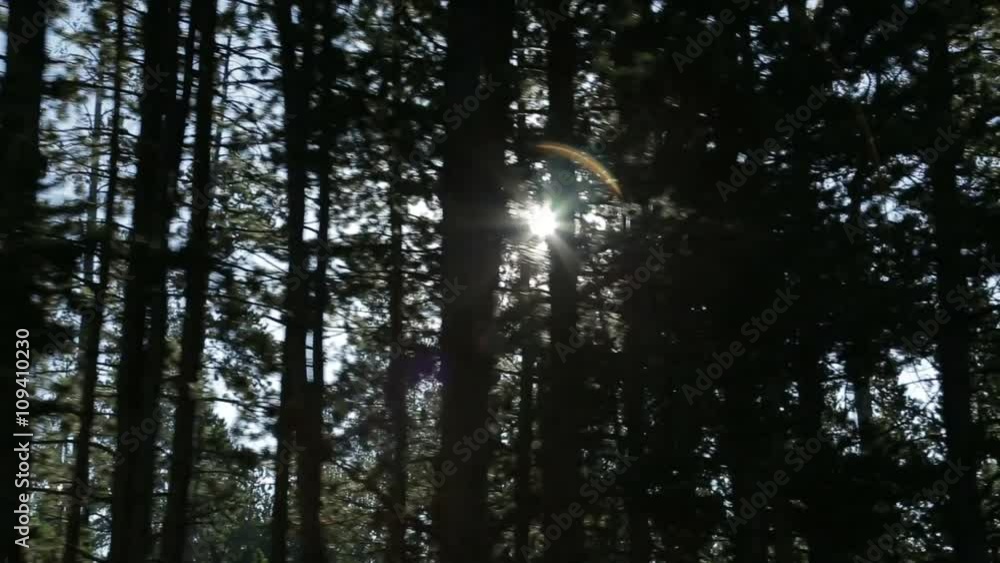 Shot of sunlight shining through pine trees while driving through nature. With lens flare.