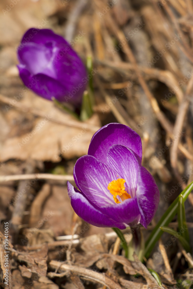 Fototapeta premium クロッカス