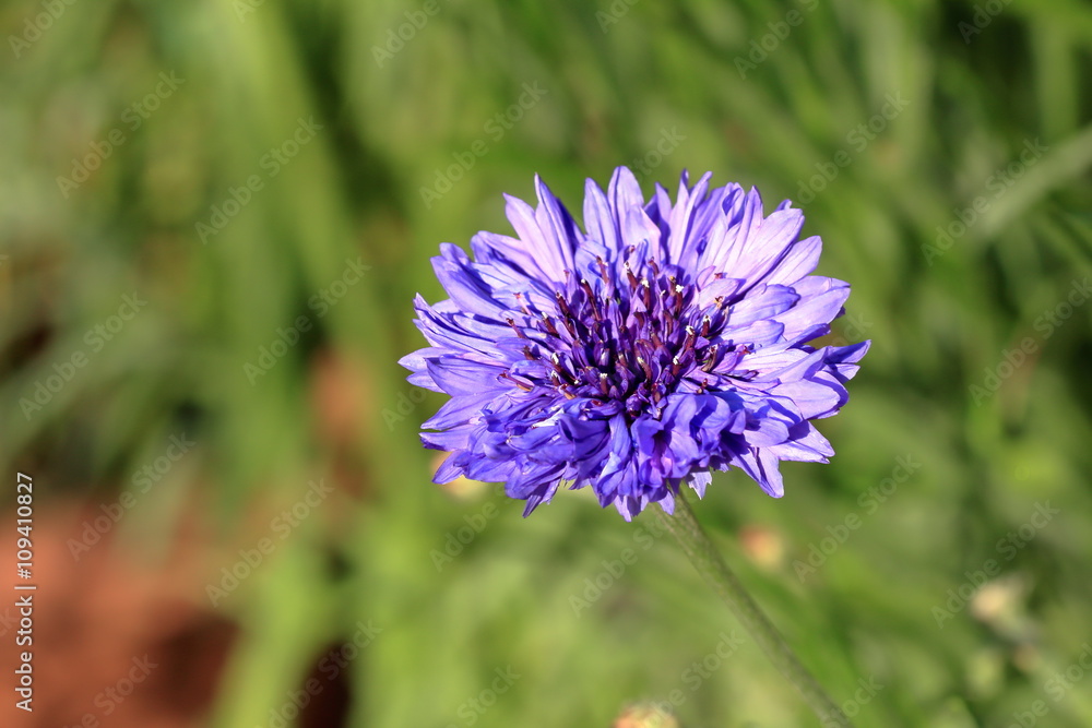Centaurea cyanus Centaurea cyanus