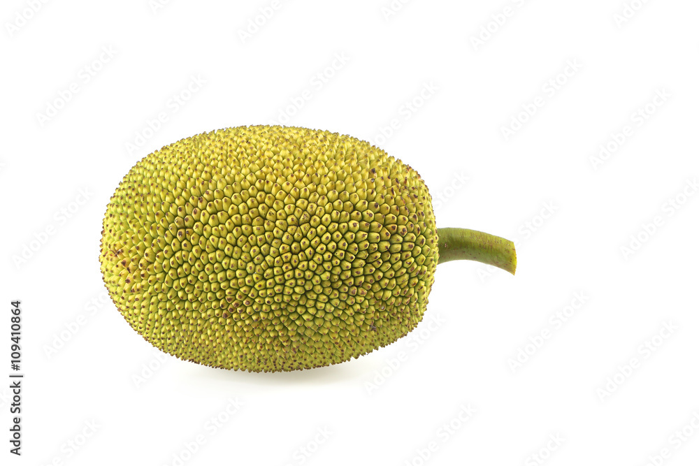 Young jackfruit isolated. Young jackfruit isolated.
