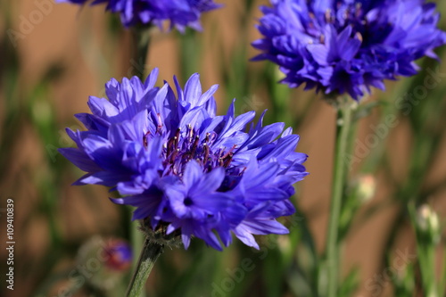 Centaurea cyanus