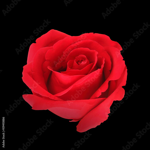 Beautiful red rose isolated on black