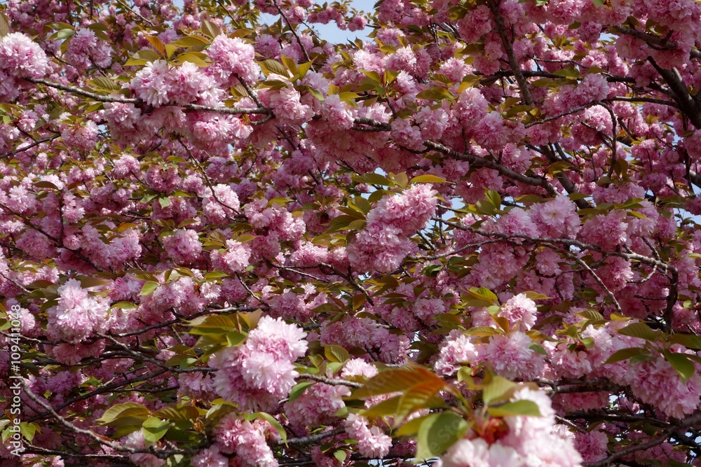 たくさんの花が咲いた八重桜 たくさんの花が咲いた八重桜