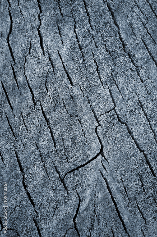 Obraz premium wood section texture colored