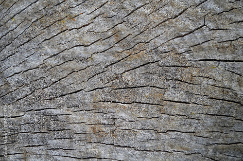 wood section texture
